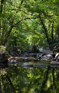 Sligo Creek leafy green
